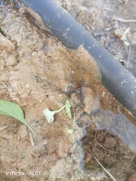 السلام عليكم ورحمة الله وبركاته ايه اللي ممكن ياكل الشتل بالشكل ده هل دوده ولا طائر